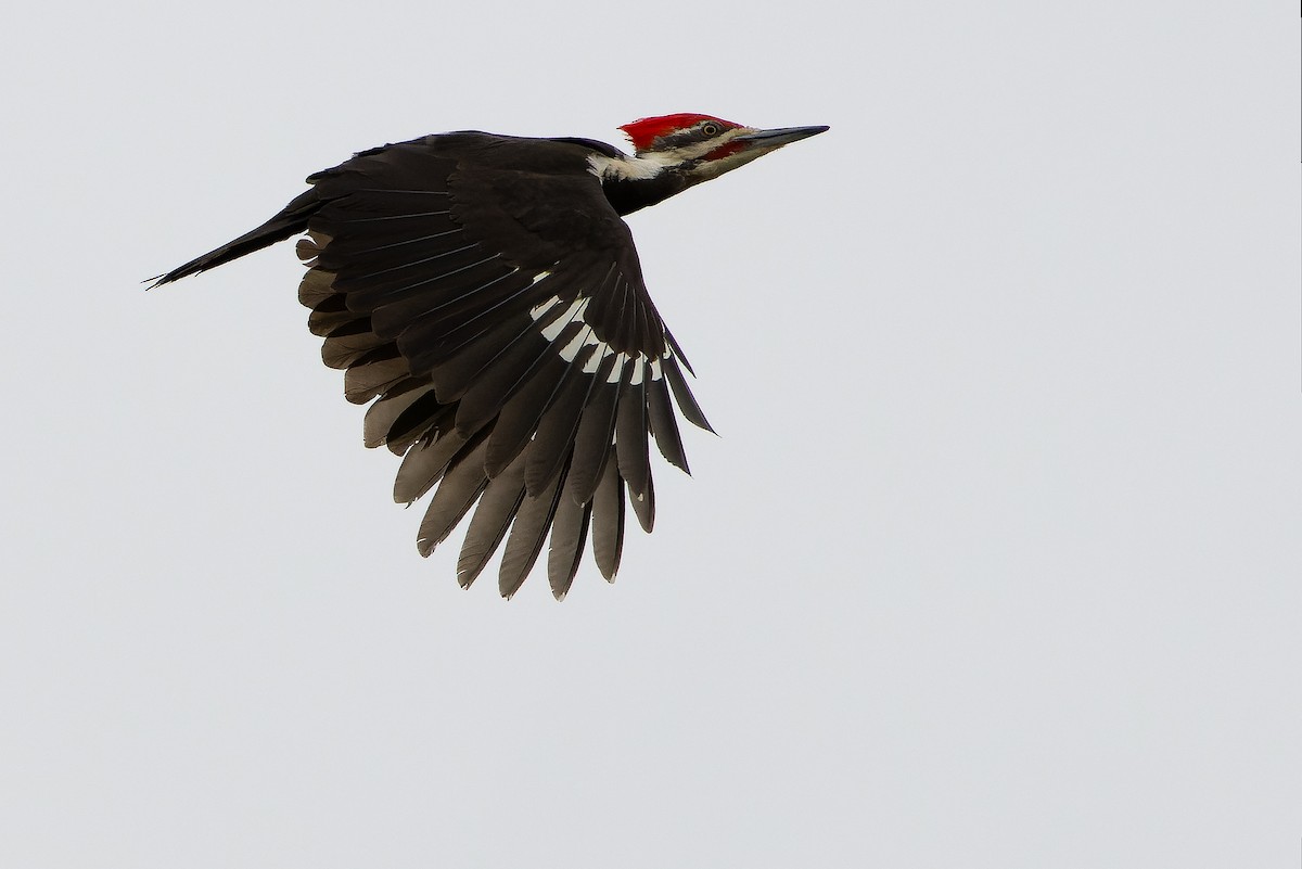 Pileated Woodpecker - ML620848881