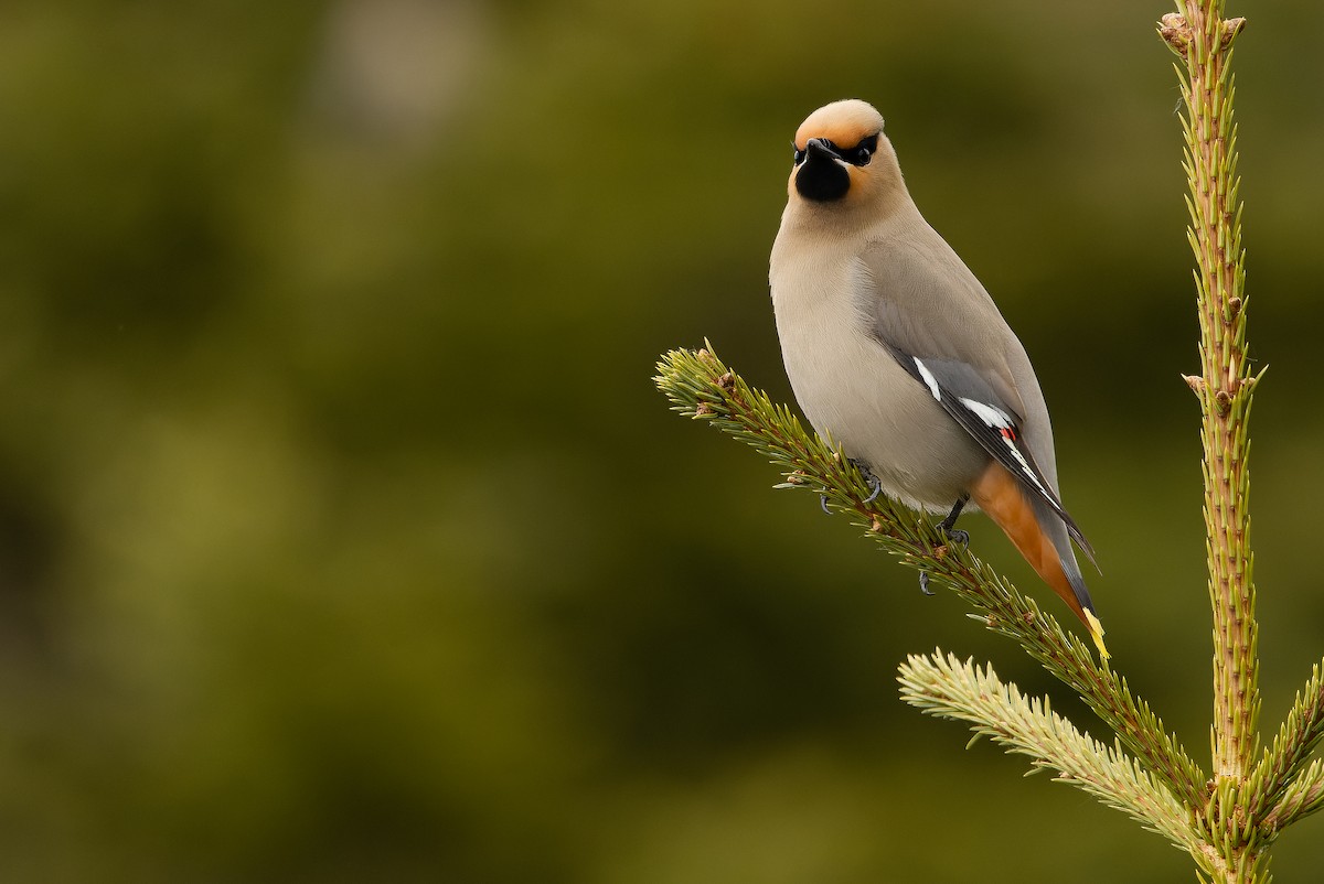 Bohemian Waxwing - Joachim Bertrands | Ornis Birding Expeditions