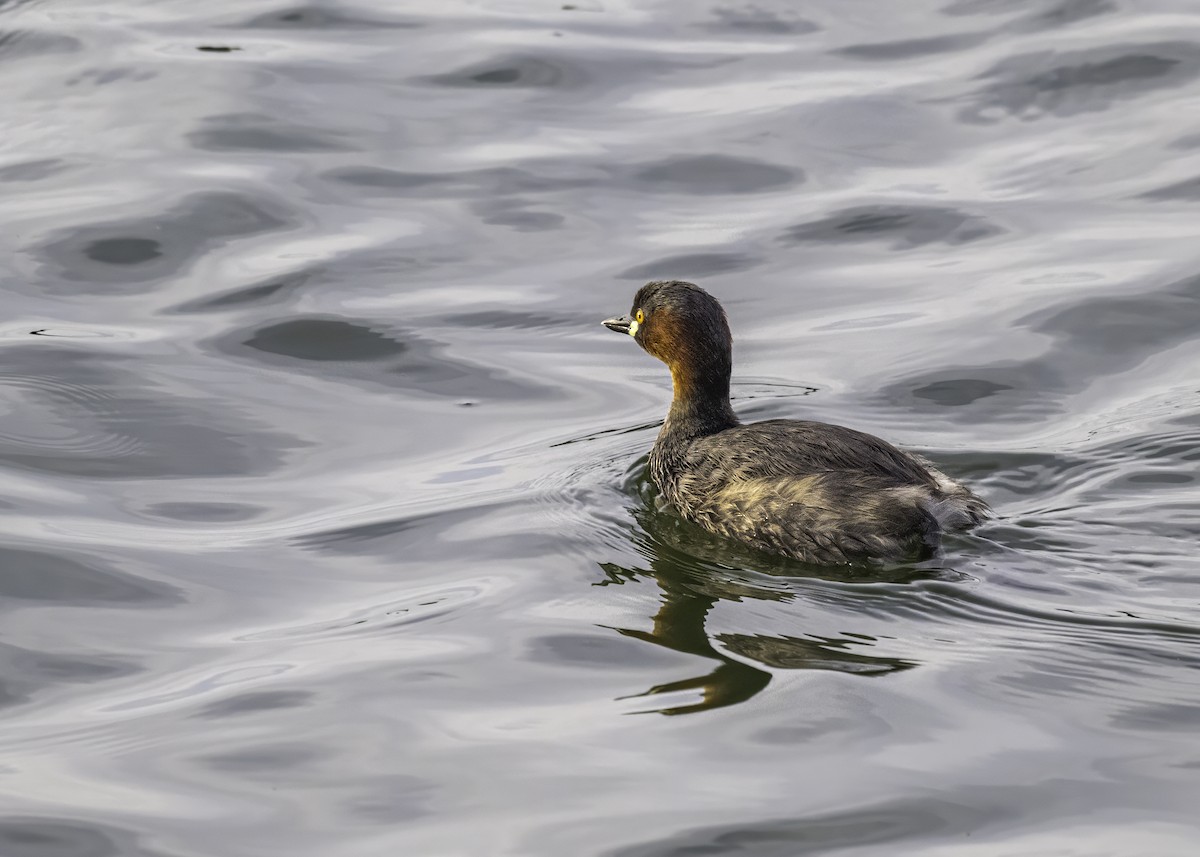 Little Grebe - ML620848930