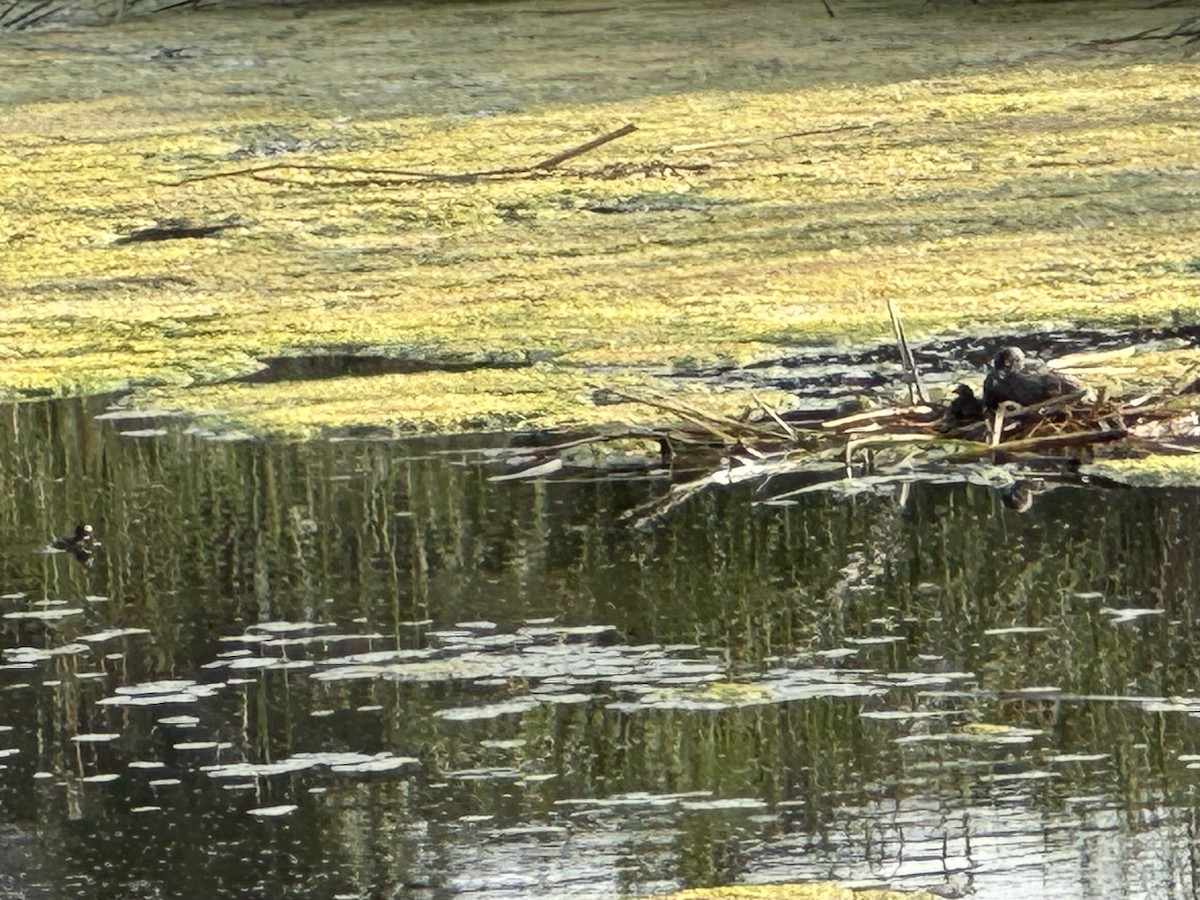 Pied-billed Grebe - ML620848998