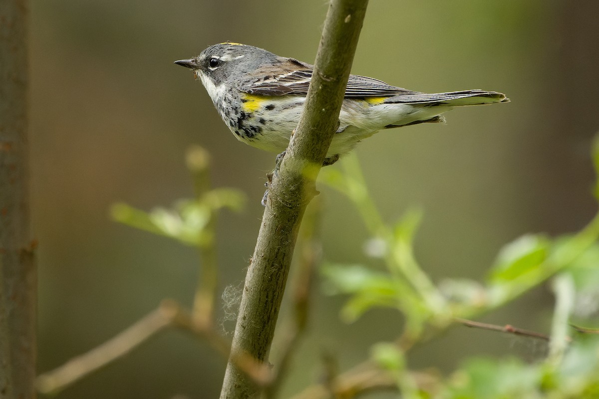 Yellow-rumped Warbler (Myrtle) - ML620849042