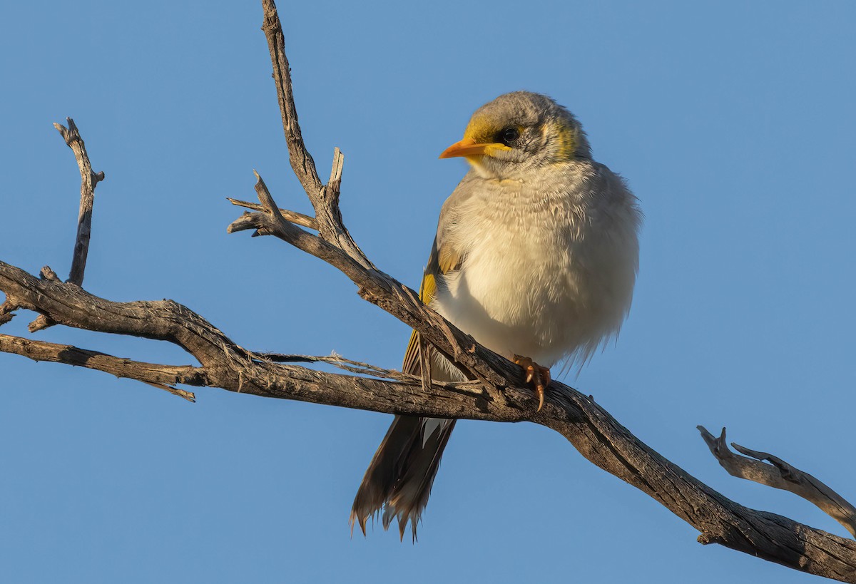 Yellow-throated Miner - ML620849047