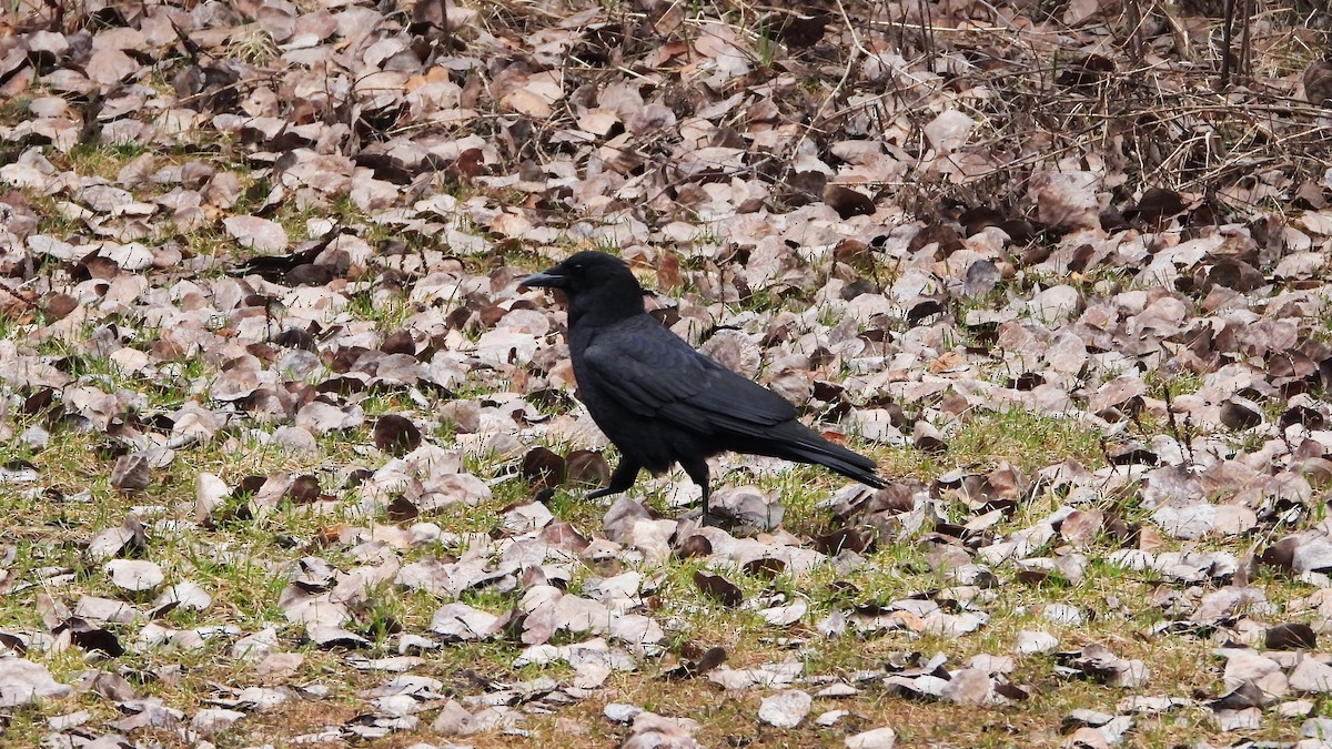 American Crow - ML620849066