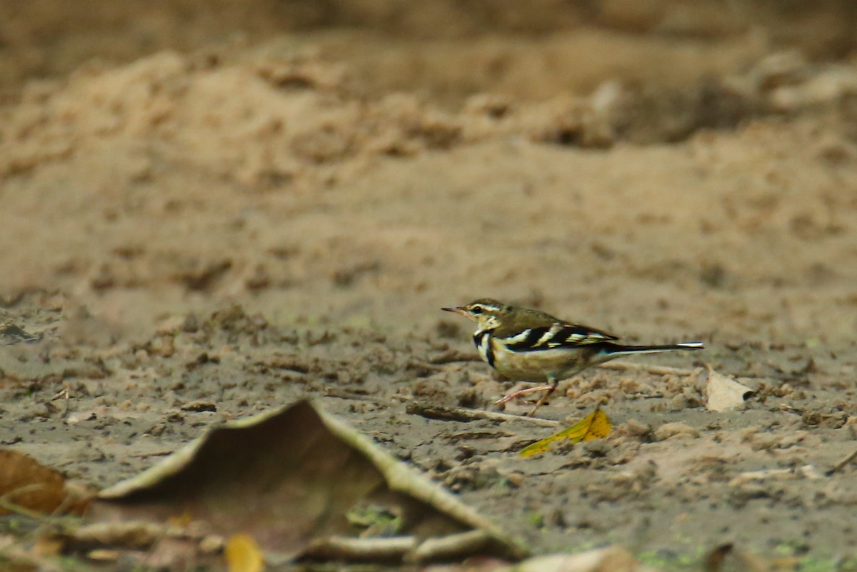 Forest Wagtail - ML620849070