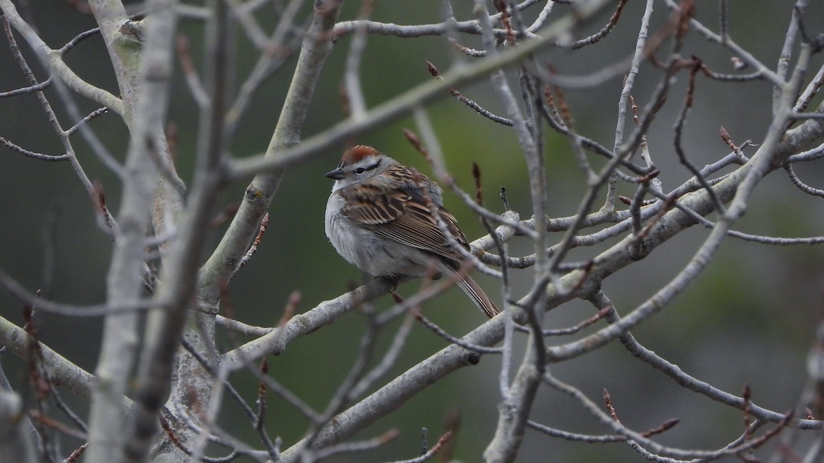 Chipping Sparrow - ML620849071