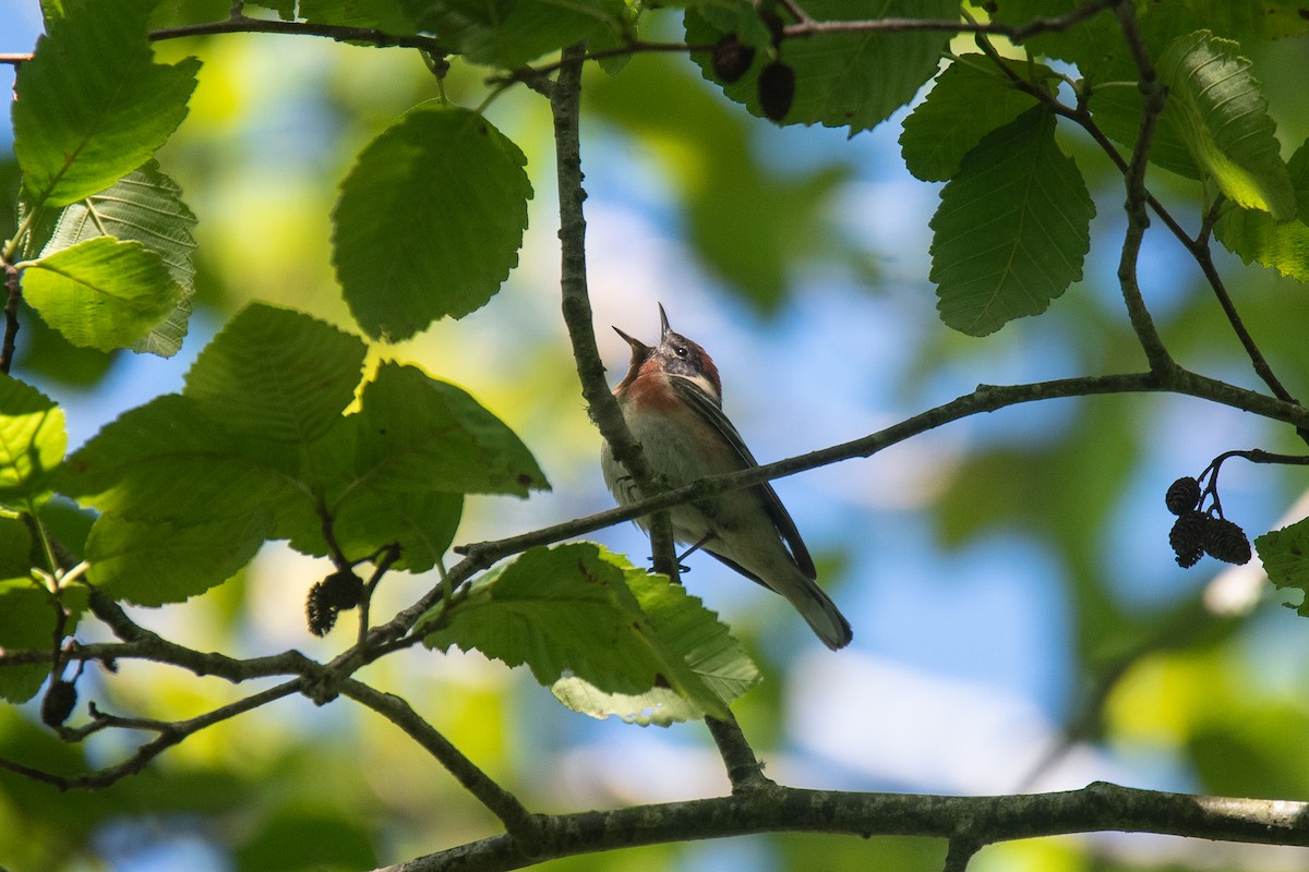 Bay-breasted Warbler - ML620849085