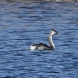 Great Crested Grebe - ML620849088