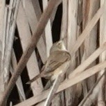Australian Reed Warbler - ML620849089