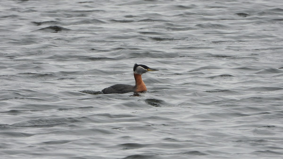 Red-necked Grebe - ML620849093