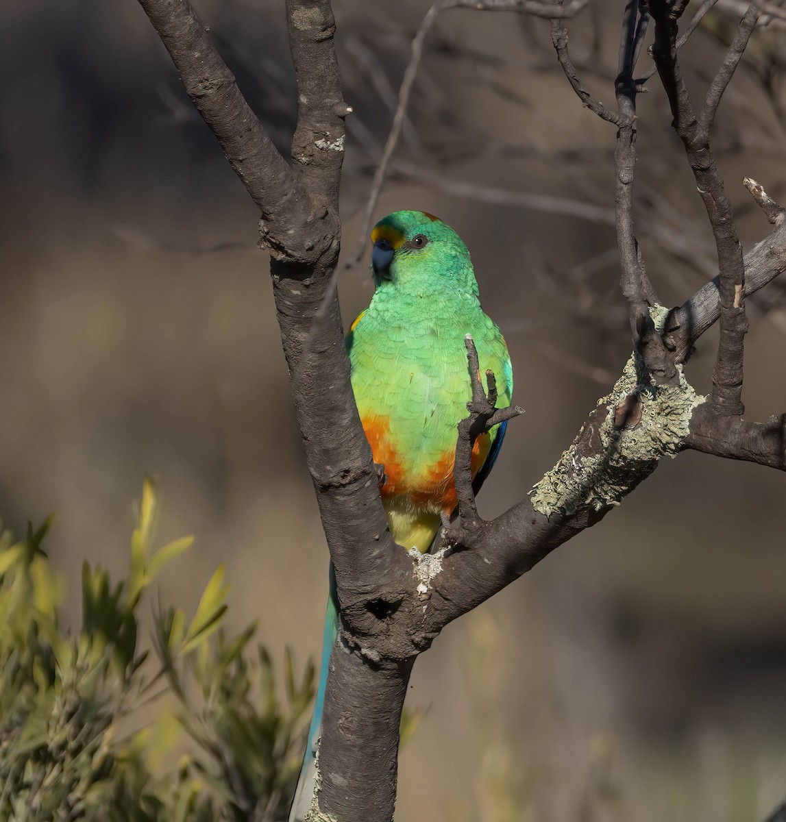 Разноцветный попугайчик - ML620849095