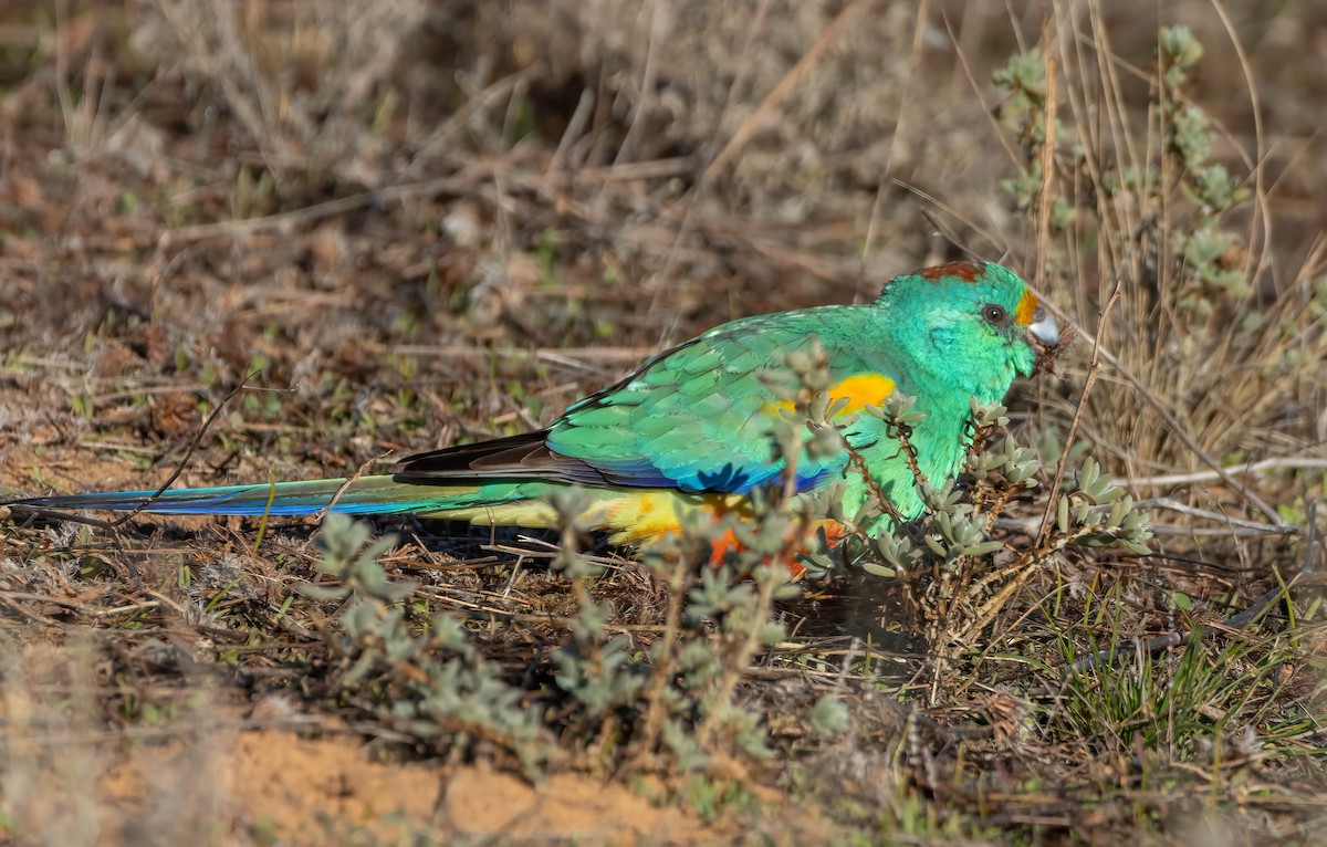 Разноцветный попугайчик - ML620849096