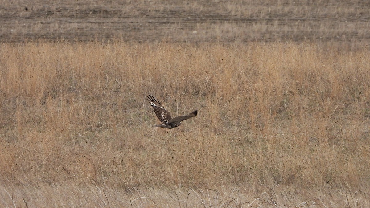 Red-tailed Hawk - ML620849110