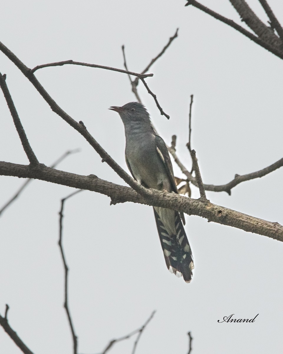 Gray-bellied Cuckoo - ML620849112
