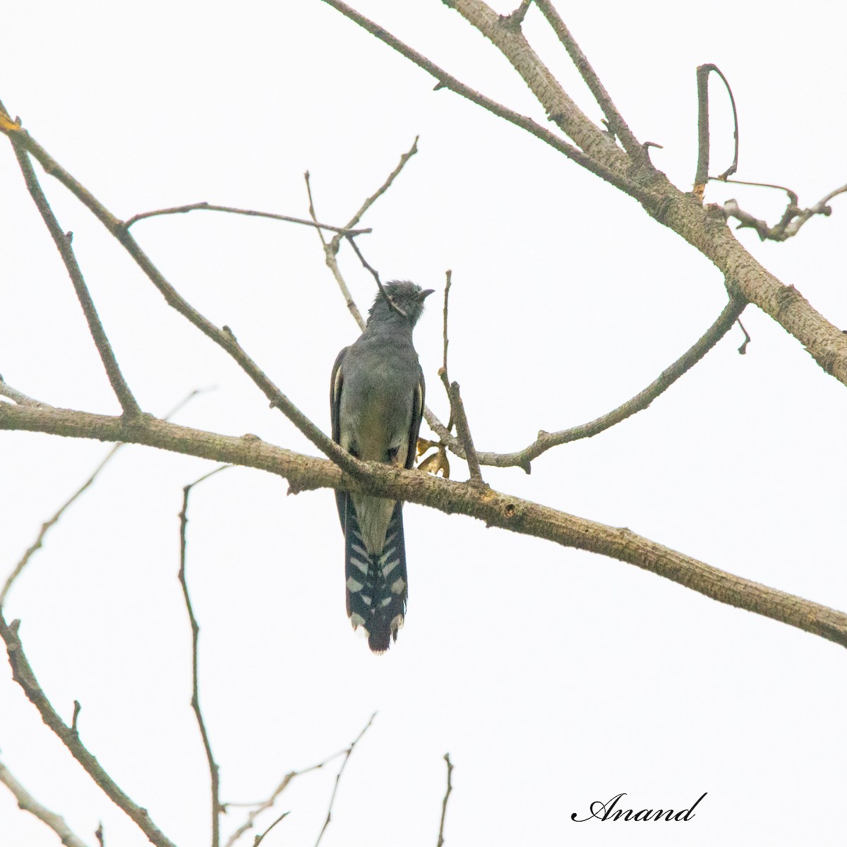 Gray-bellied Cuckoo - ML620849114