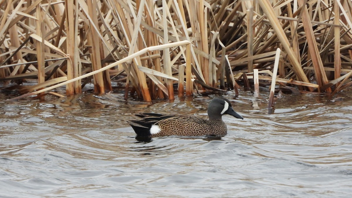 Blue-winged Teal - ML620849119