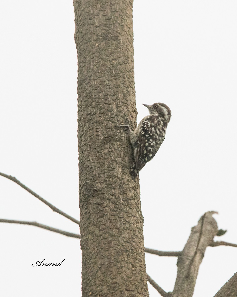 Brown-capped Pygmy Woodpecker - ML620849129