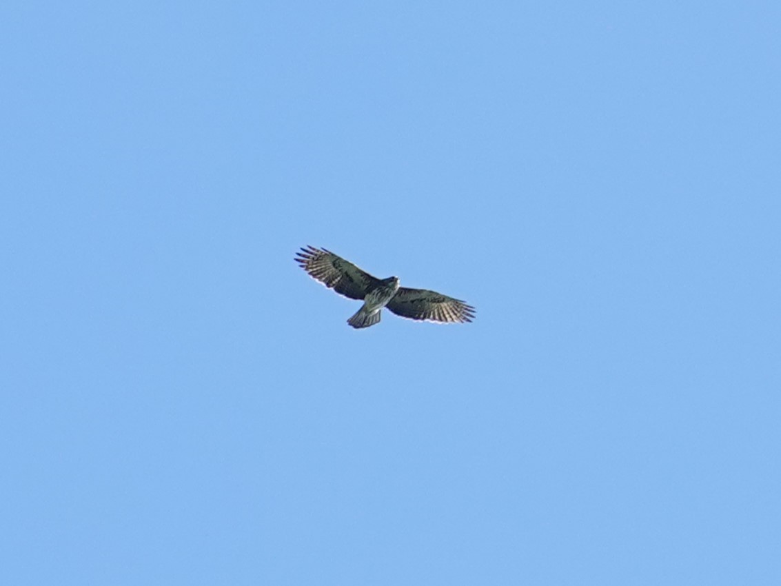 Новогвинейский орёл-карлик - ML620849134
