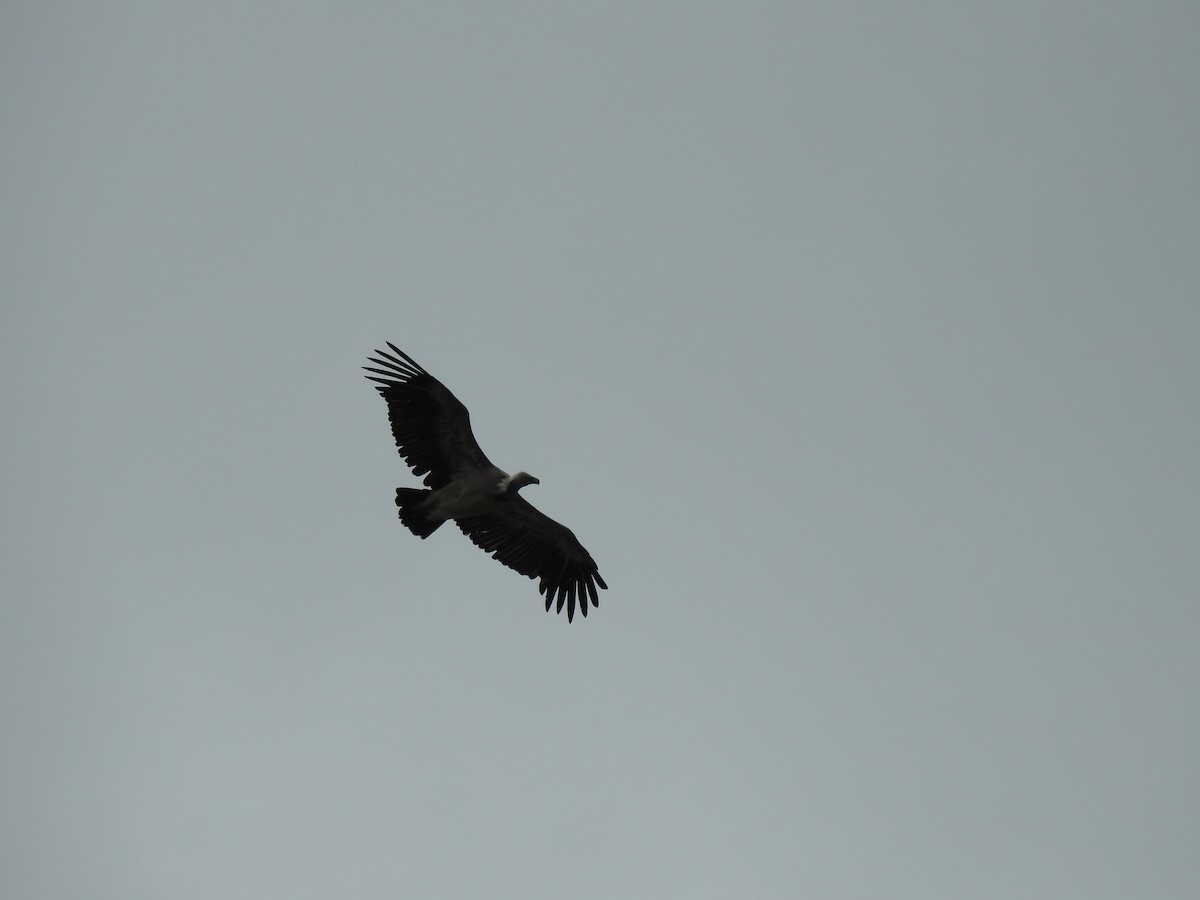 Indian Vulture - ML620849135