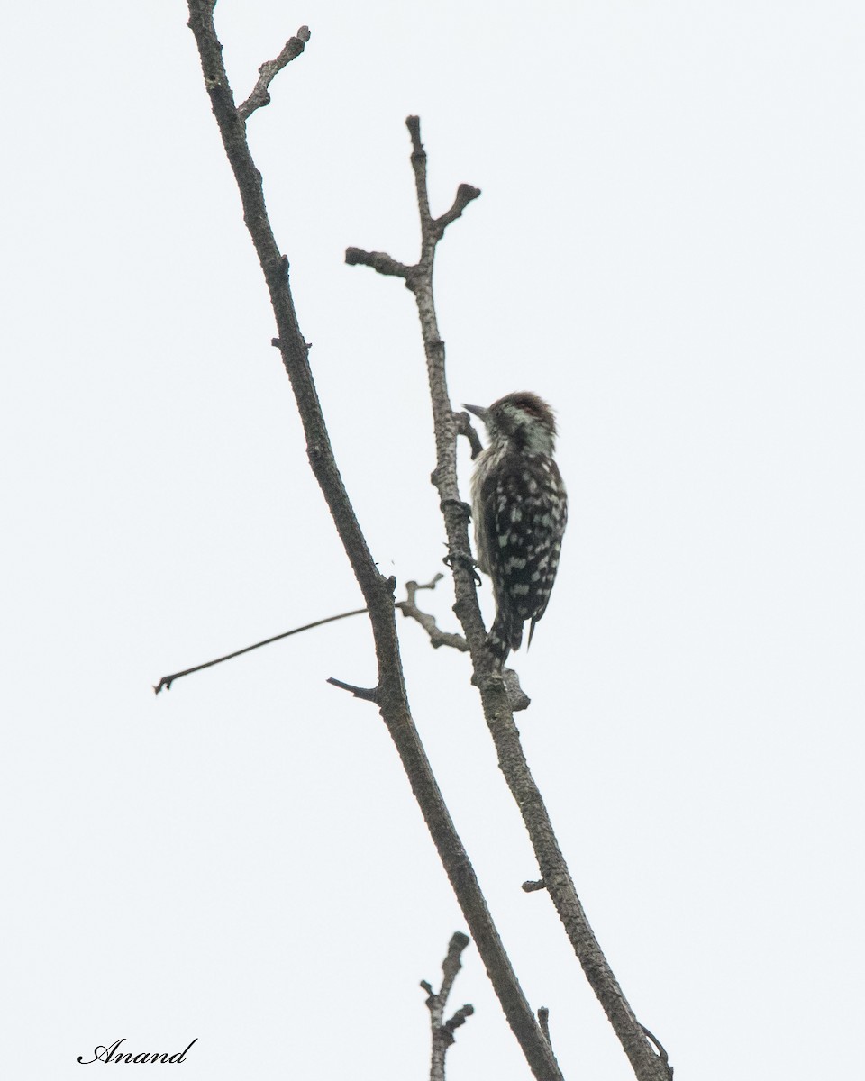 Brown-capped Pygmy Woodpecker - ML620849137