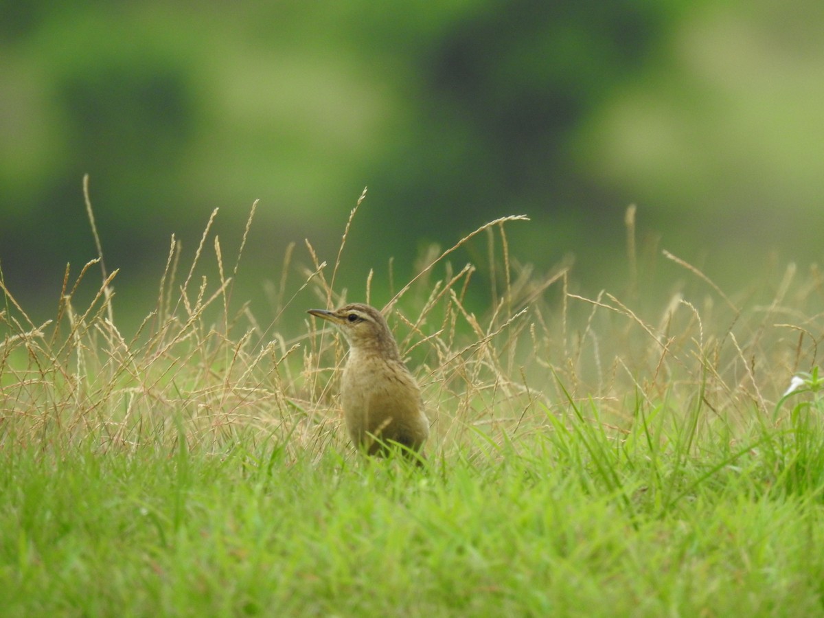 Long-billed Pipit - Sudhanva Jahagirdar