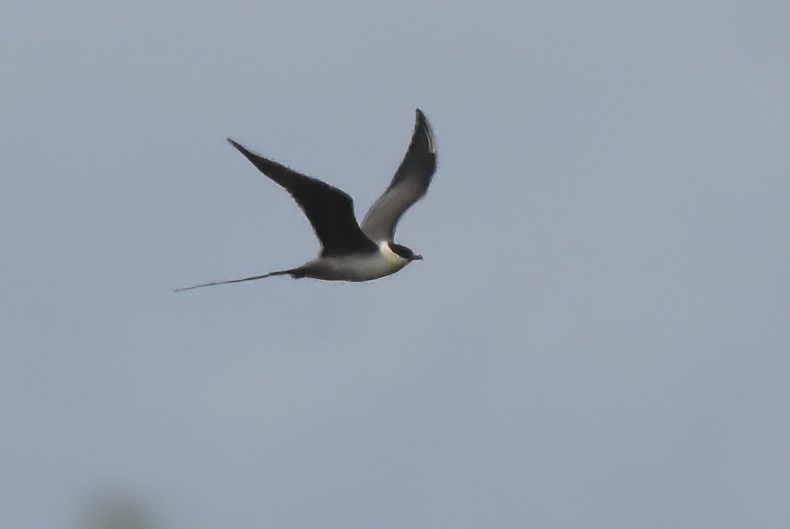 Long-tailed Jaeger - ML620849171