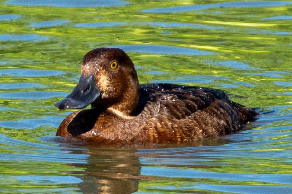 Greater Scaup - ML620849197