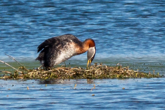 Red-necked Grebe - ML620849202