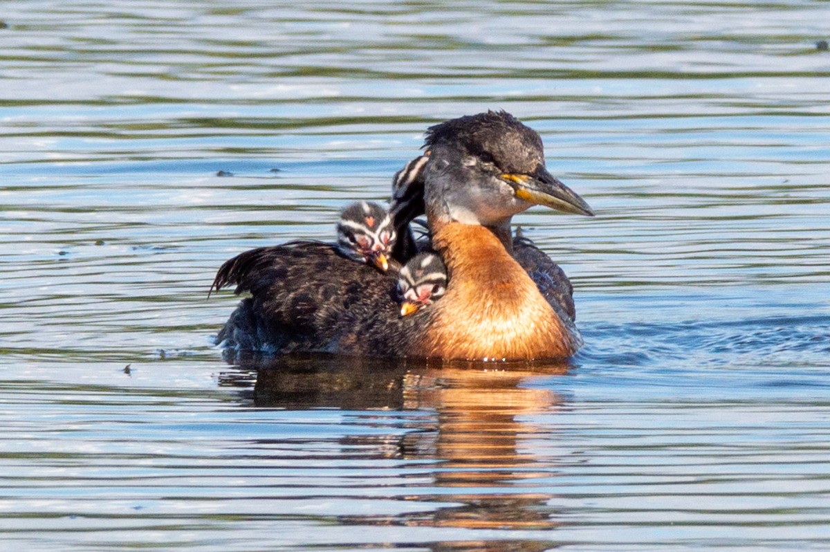 Red-necked Grebe - ML620849203