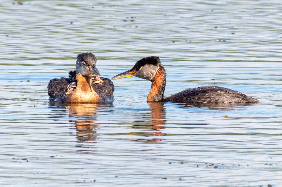 Red-necked Grebe - ML620849204