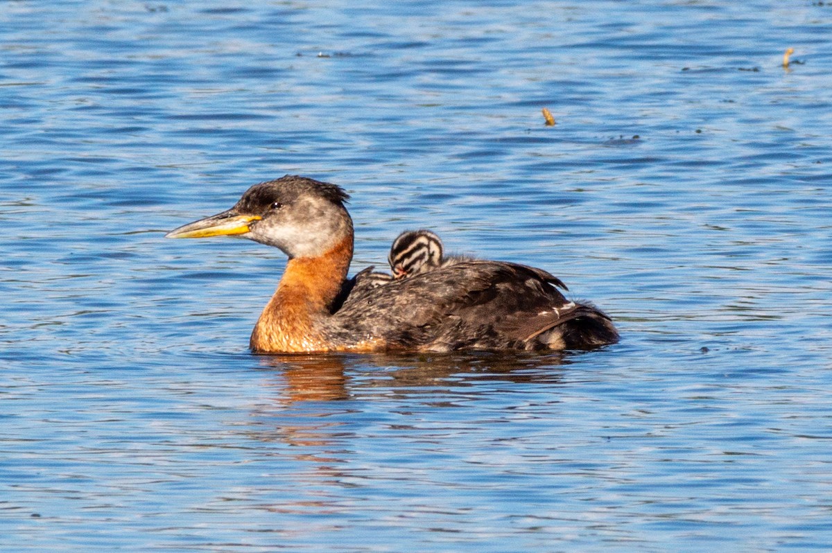 Red-necked Grebe - Anonymous