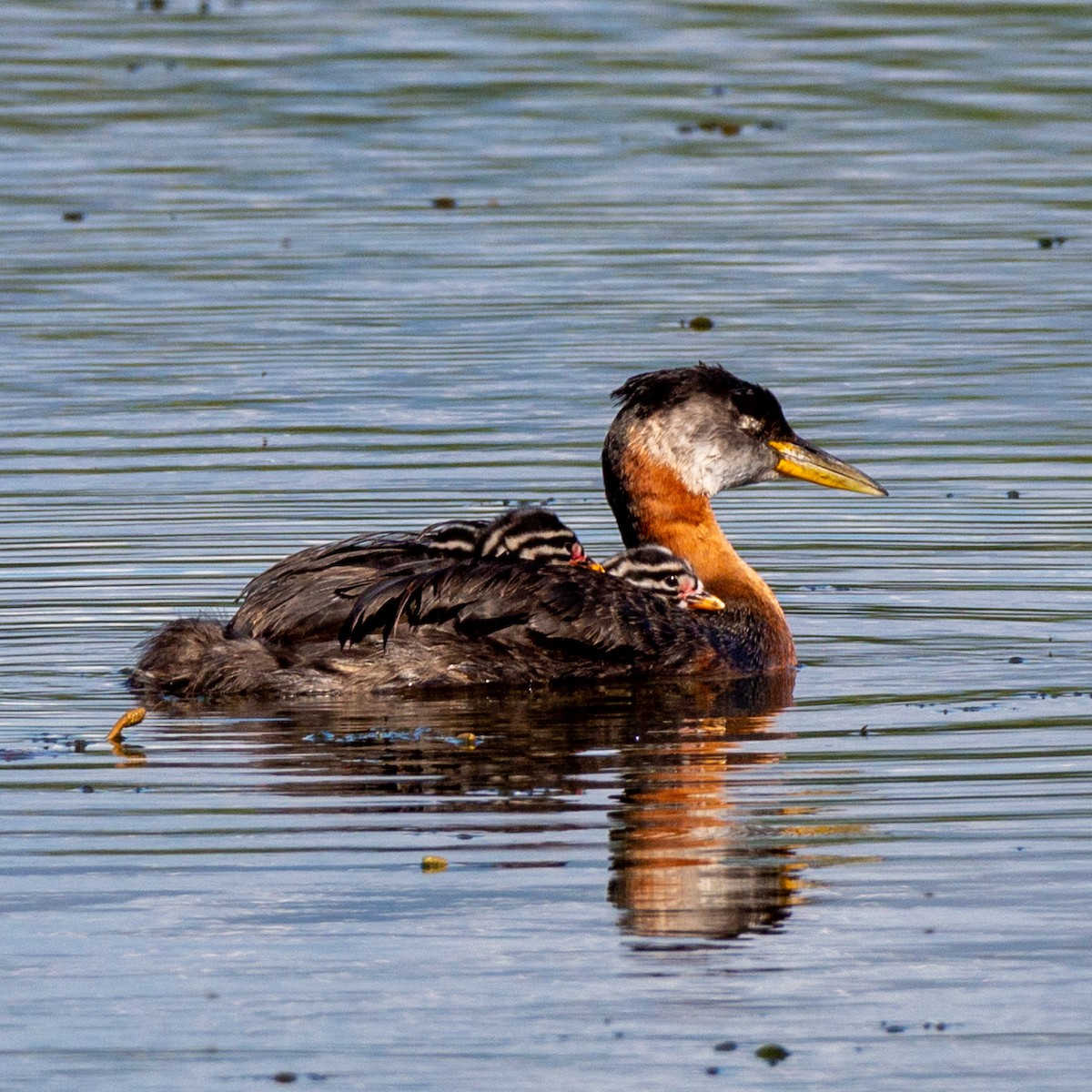 Red-necked Grebe - ML620849206
