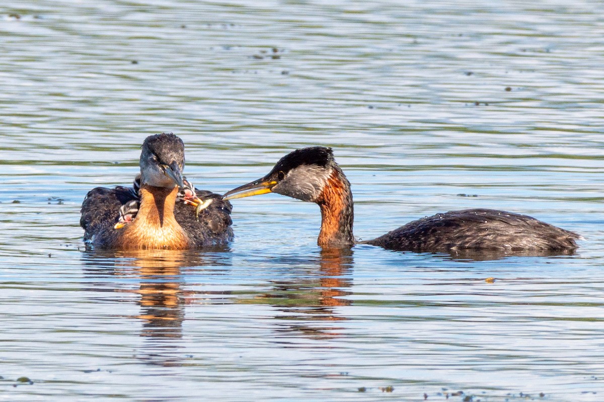 Red-necked Grebe - ML620849207