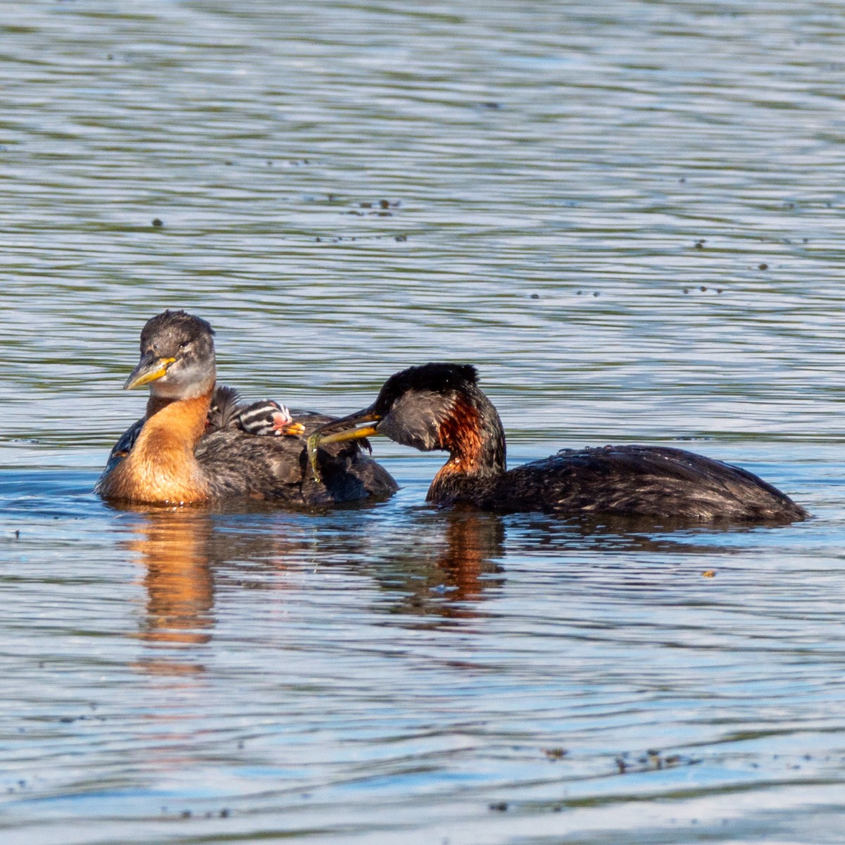 Red-necked Grebe - ML620849208