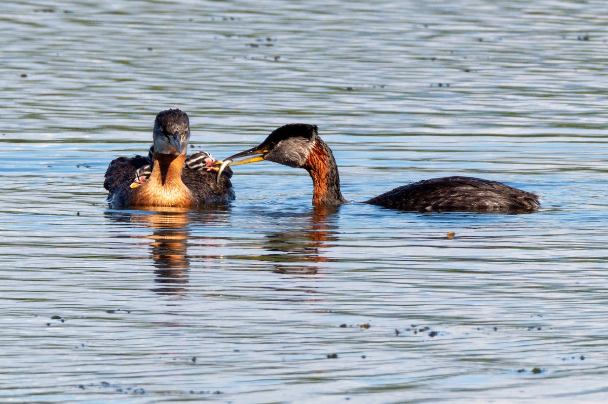 Red-necked Grebe - ML620849209