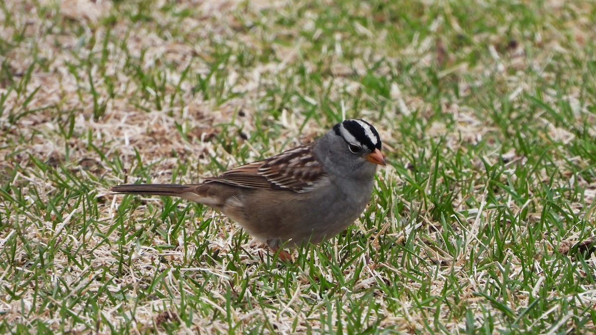 White-crowned Sparrow - ML620849213