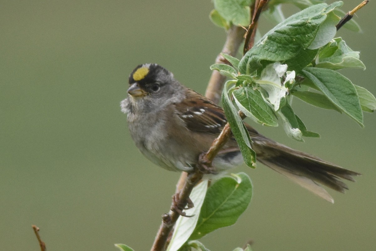 Golden-crowned Sparrow - ML620849220