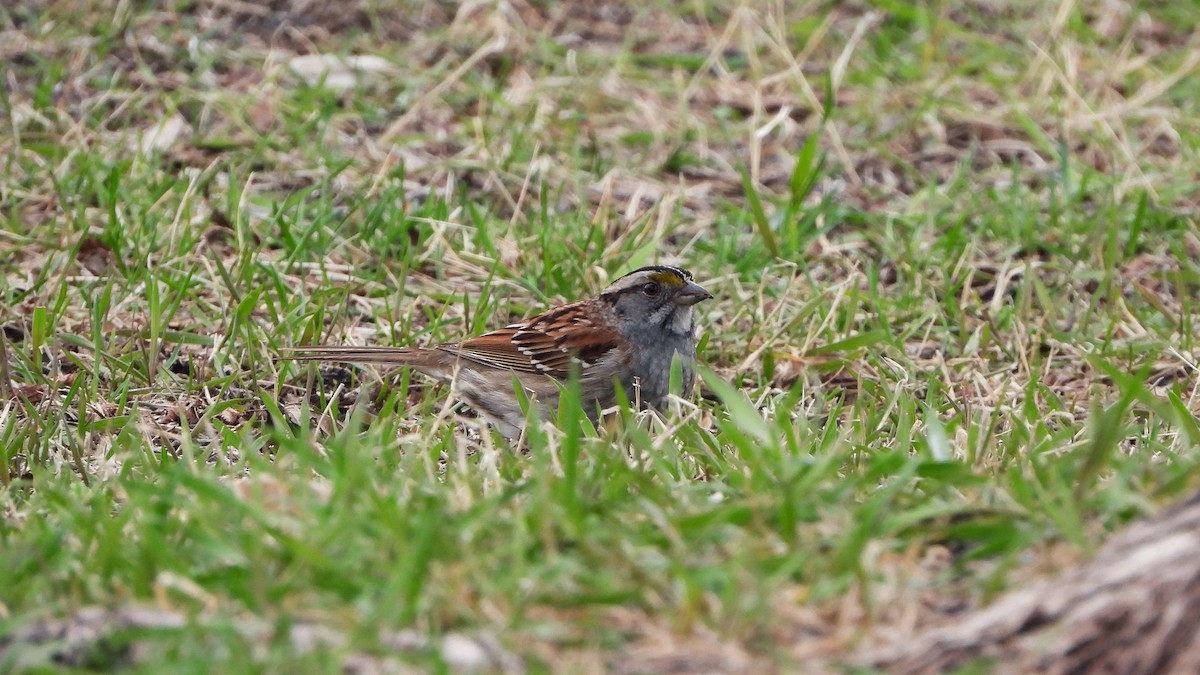 White-throated Sparrow - ML620849229