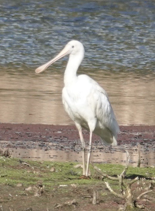 Yellow-billed Spoonbill - ML620849230