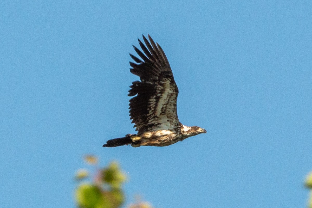 Weißkopf-Seeadler - ML620849257