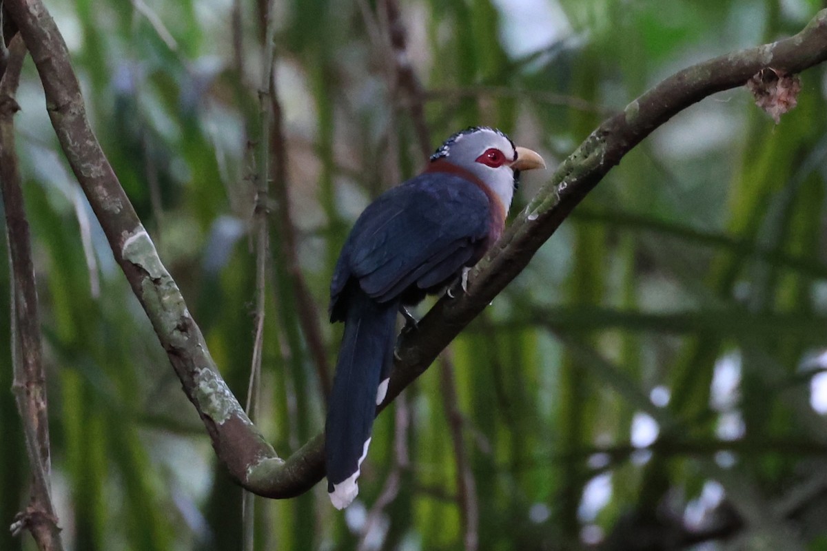 Scale-feathered Malkoha - ML620849268