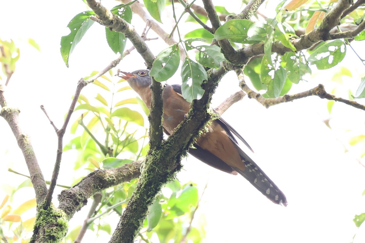 Philippine Hawk-Cuckoo - ML620849289