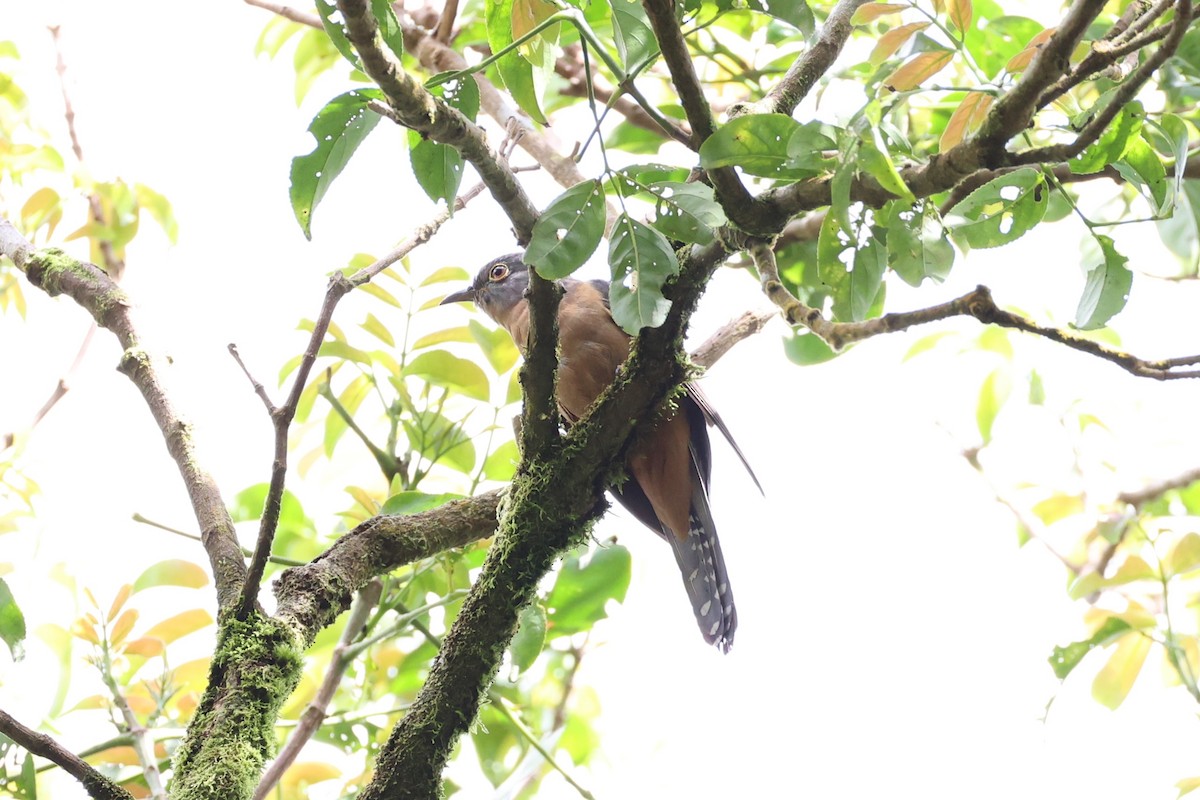 Philippine Hawk-Cuckoo - ML620849292