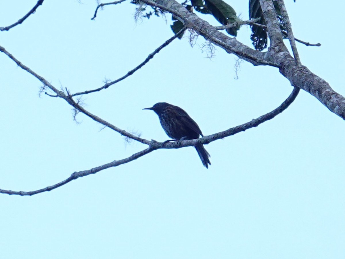 Rufous-backed Honeyeater - ML620849298