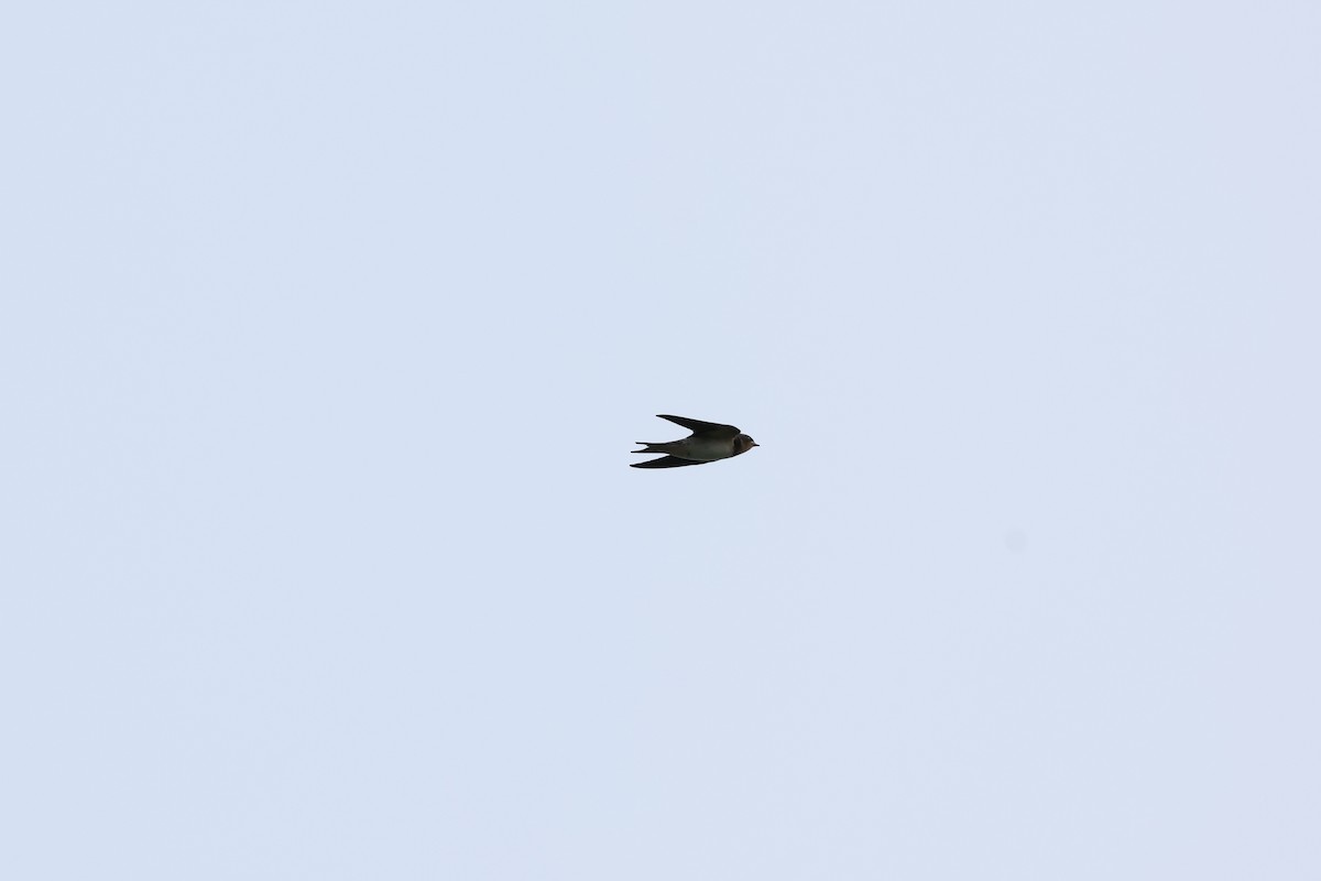 Barn Swallow - ML620849300