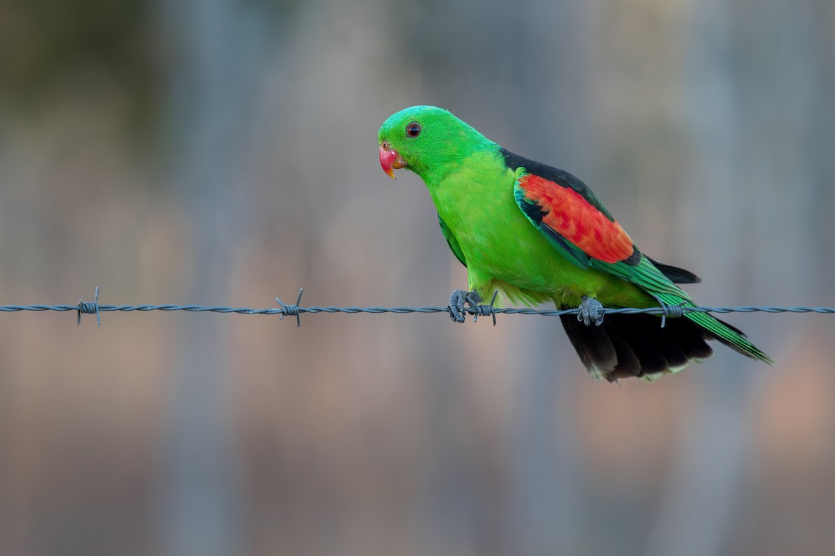 Red-winged Parrot - ML620849327