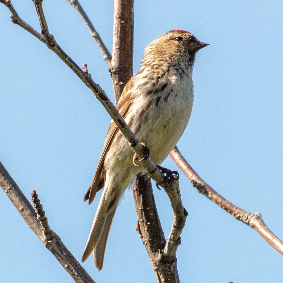 普通朱頂雀(flammea) - ML620849344