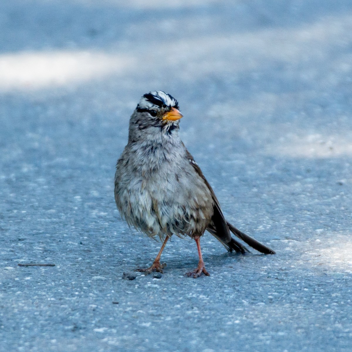 White-crowned Sparrow (Gambel's) - ML620849346