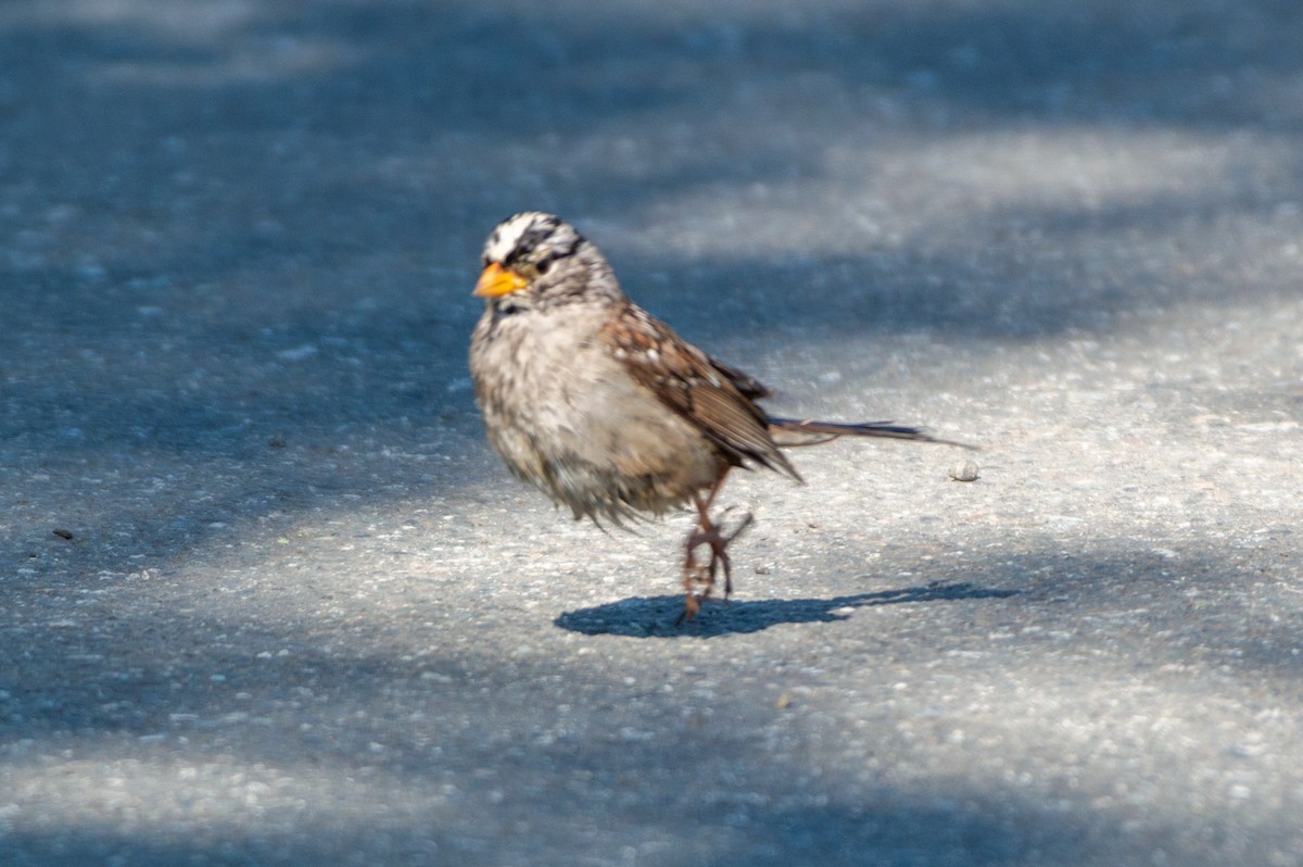 White-crowned Sparrow (Gambel's) - ML620849347