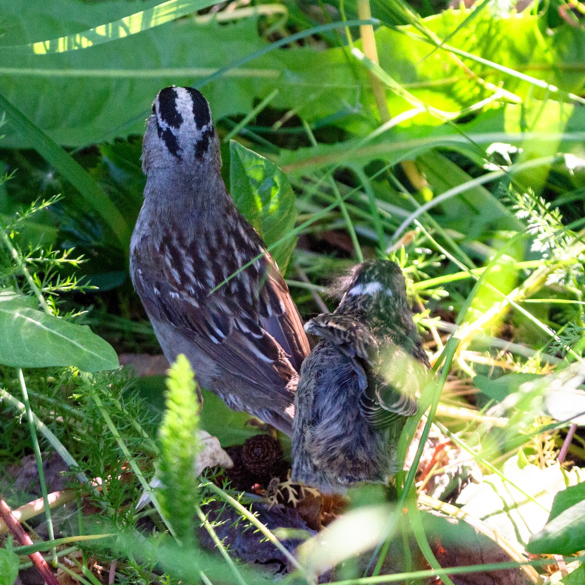 White-crowned Sparrow (Gambel's) - ML620849350