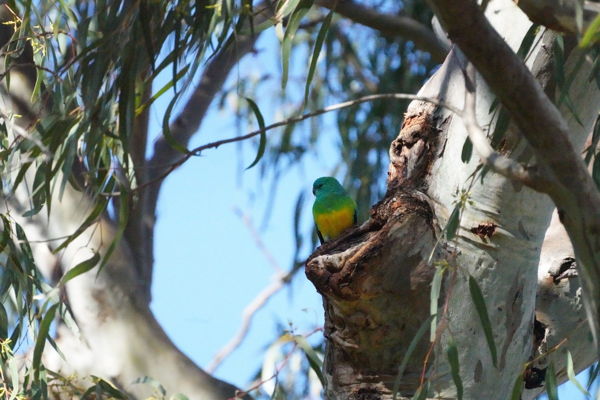 Red-rumped Parrot - ML620849367